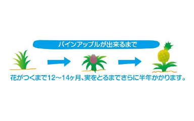 ＳＮＦフレッシュパインアップル